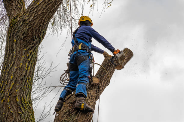 Trusted West Peoria, IL Tree Removal Experts